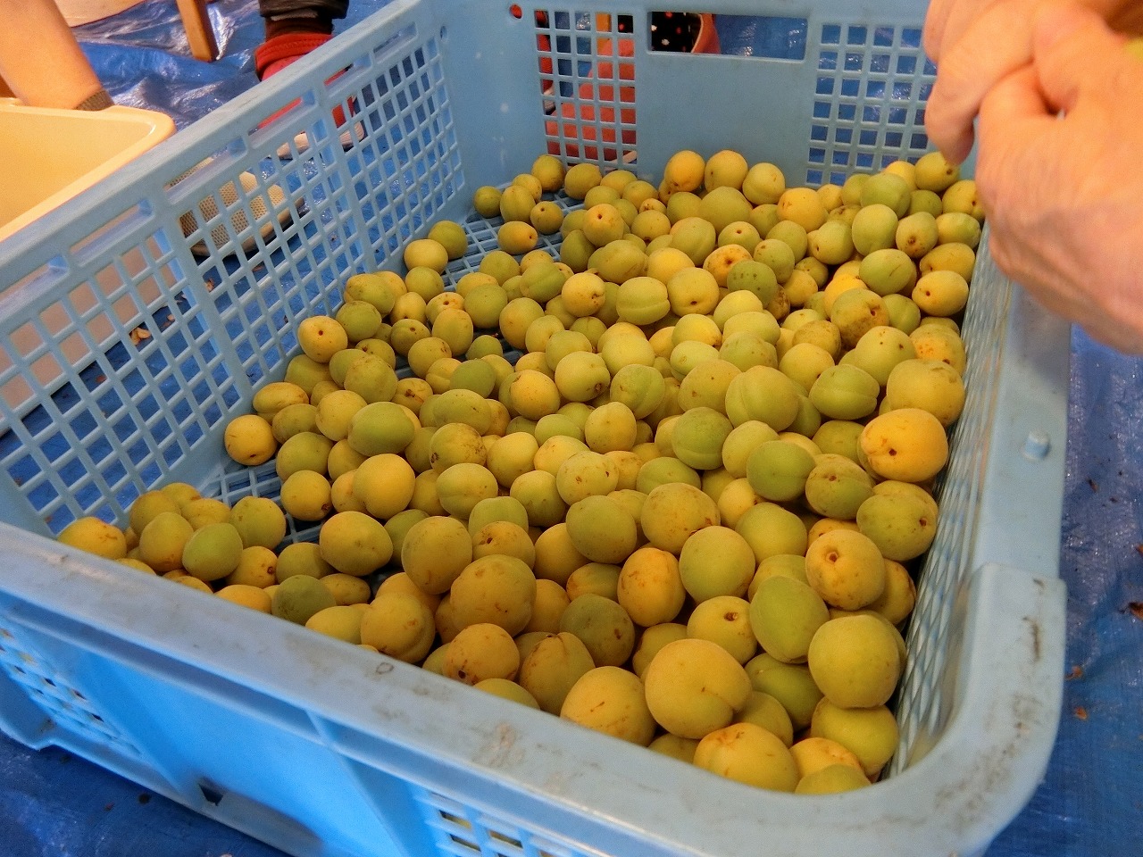 栃木県宇都宮市-養護老人ホーム-アオーラ而今-タケノコと梅-3