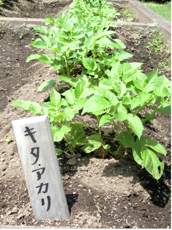栃木県宇都宮市-ケアハウス-さつま芋も植えました-7