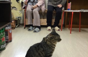 🌸日常🐈