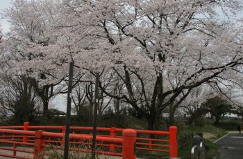 お丸山お花見