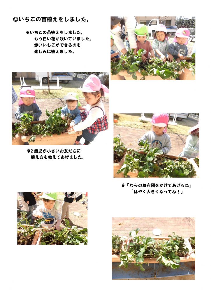 栃木県宇都宮市小規模保育園_いちごの苗植えをしました