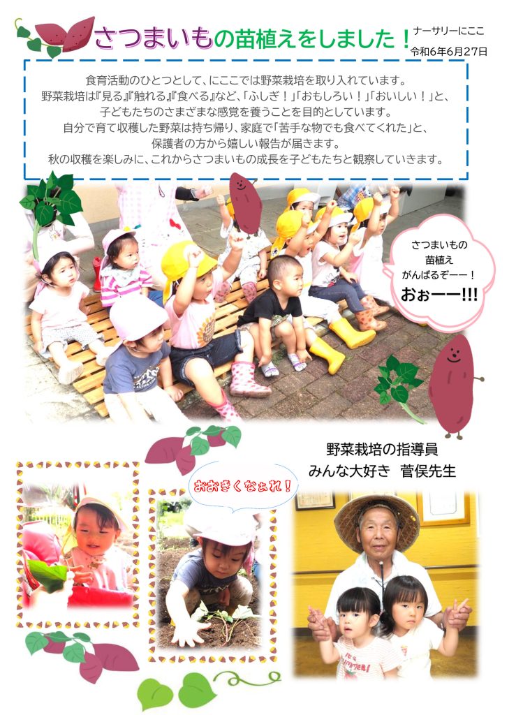 栃木県宇都宮市-小規模保育事業所-ナーサリーにここ-さつまいも苗植え