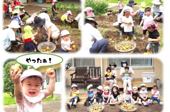 じゃがいも掘り