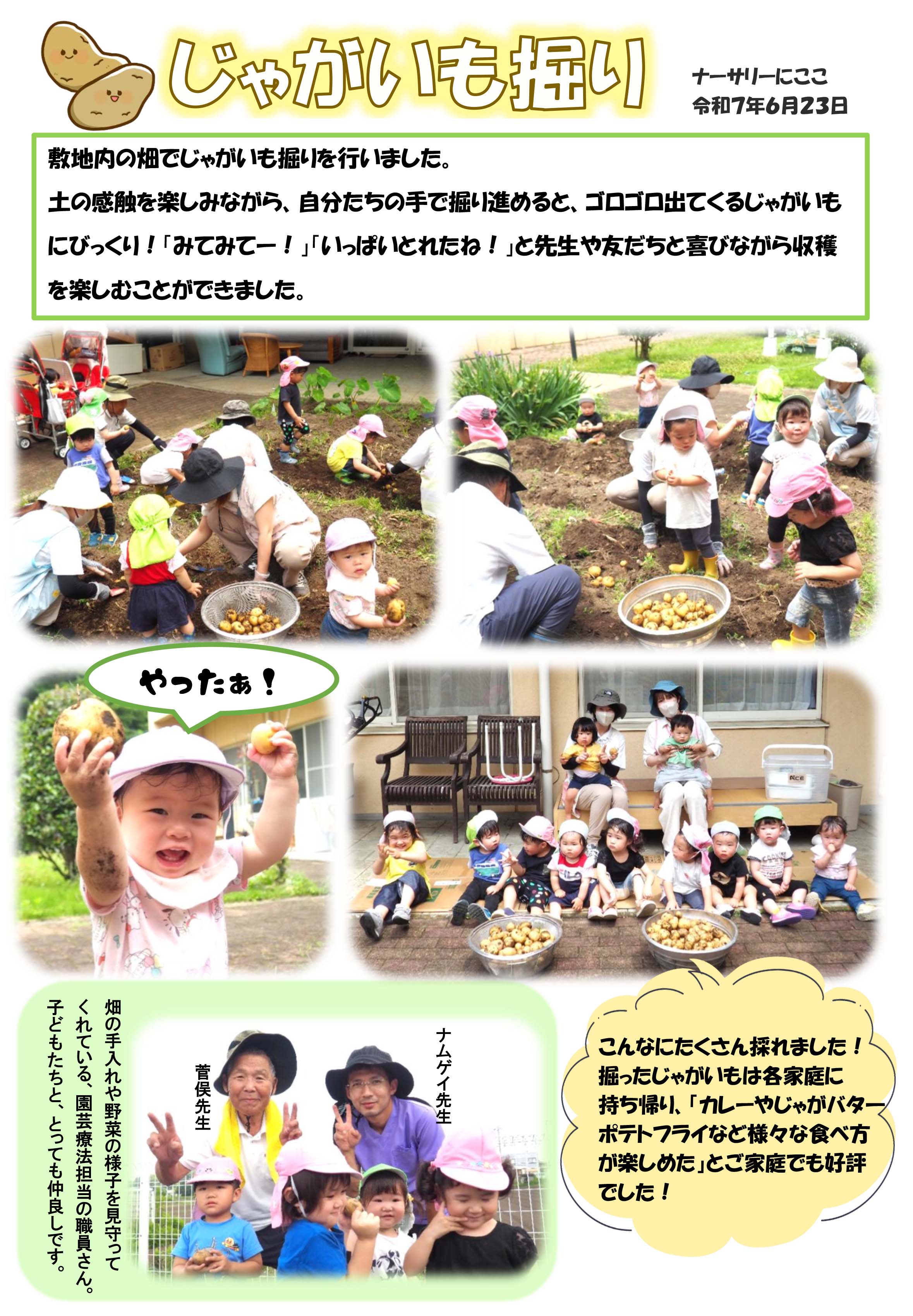 栃木県宇都宮市-小規模保育事業所-ナーサリーにここ-じゃがいも掘り